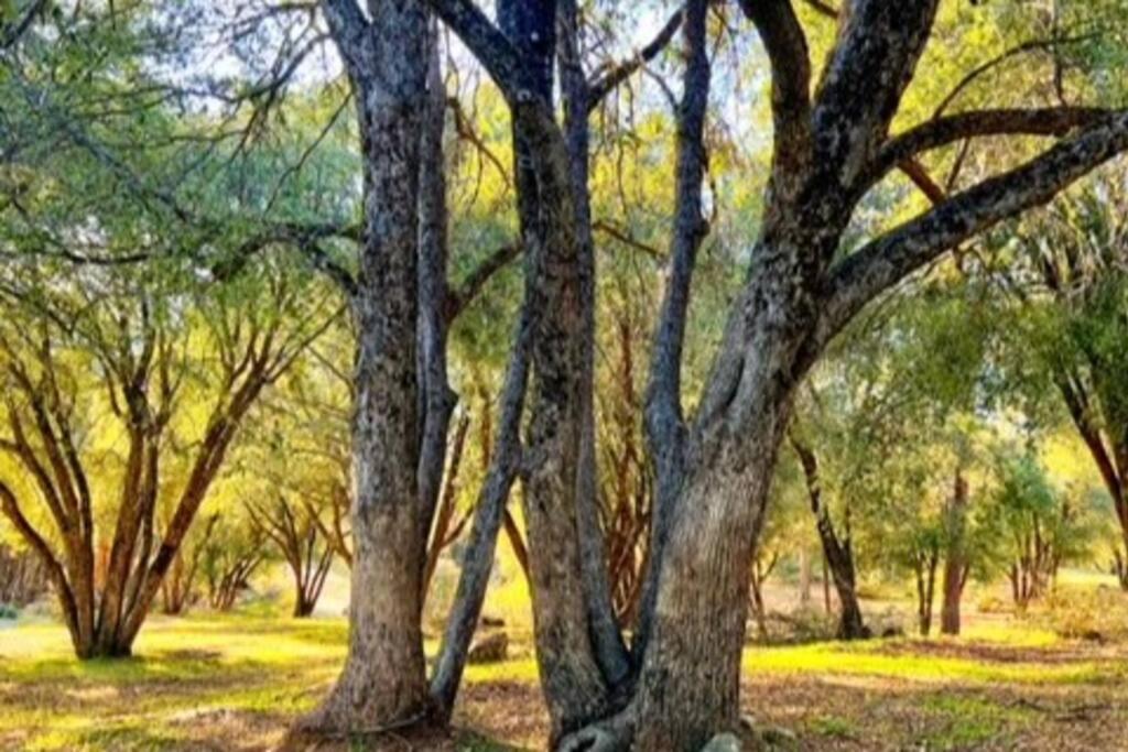 Log Oasis With Spectacular Views & Stargazing Holiday home Mariposa